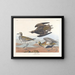 Pluvier doré - John James Audubon — quadro incorniciato alla parete