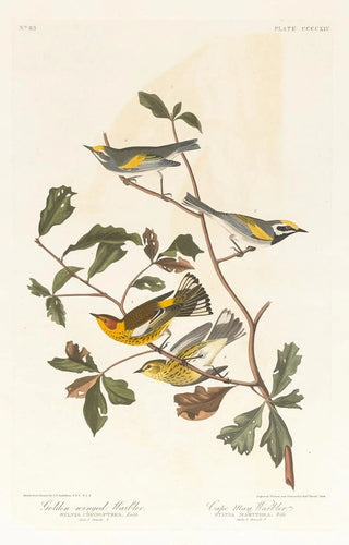 John James Audubon - Goldenwinged warbler.webp
