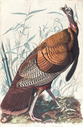 John James Audubon - Great American cock.webp