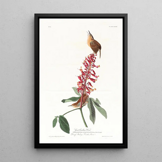John James Audubon - Great Carolina wren.webp