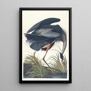 John James Audubon - Great blue heron.webp