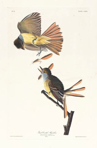 John James Audubon - Great crested flycatcher.webp