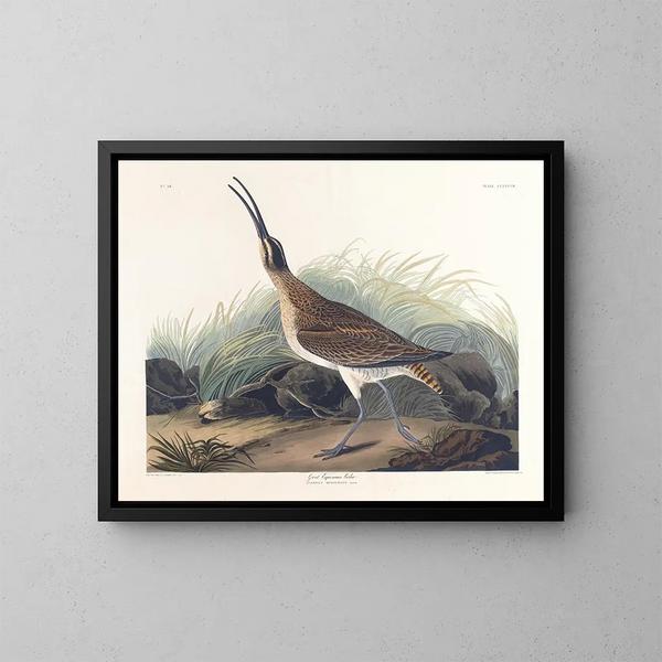 Großes Gemälde vom Eistaucher - John James Audubon — gerahmtes Bild an der Wand