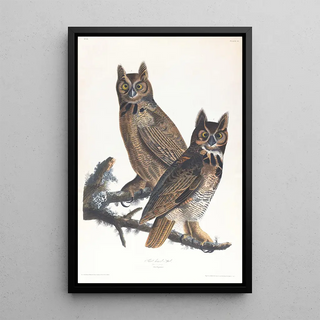 John James Audubon - Great hornedowl.webp