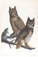Großes amerikanisches Uhu-Gemälde - John James Audubon — Ansicht des Kunstwerks