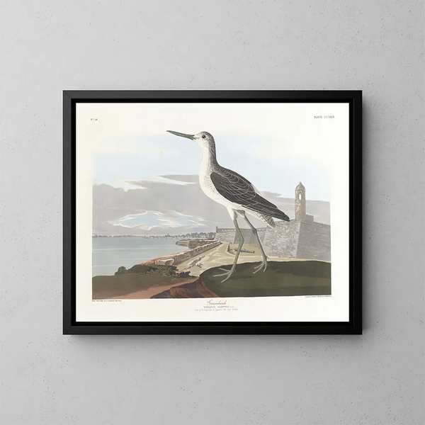 Barge à queue noire - John James Audubon — gerahmtes Bild an der Wand