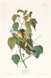 Paruline des pruches - John James Audubon — Ansicht des Kunstwerks