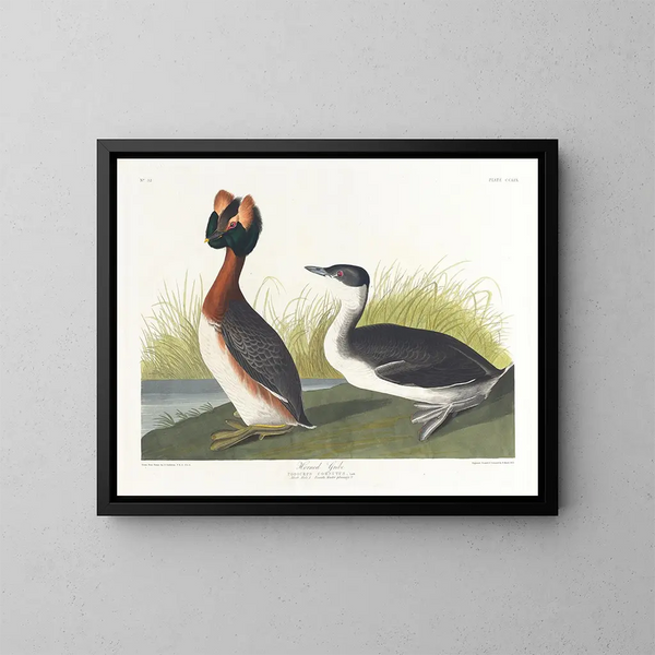 Grèbe à cou noir - John James Audubon — gerahmtes Bild an der Wand