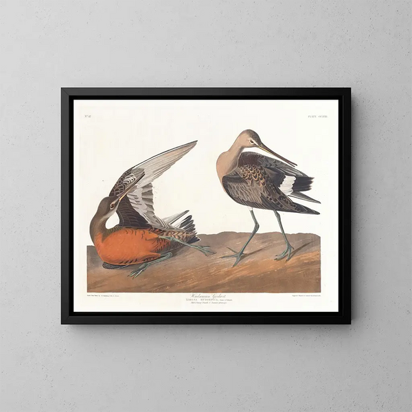 Barge hudsonienne - John James Audubon — gerahmtes Bild an der Wand