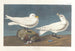 Gabbiano bianco - John James Audubon — vista dell’opera