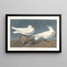 Gabbiano bianco - John James Audubon — quadro incorniciato alla parete