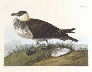 Cacciatore - John James Audubon — vista dell’opera