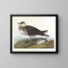 Cacciatore - John James Audubon — quadro incorniciato alla parete
