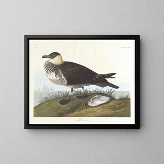 Cacciatore - John James Audubon — quadro incorniciato alla parete