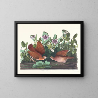 John James Audubon - Keywest dove.webp