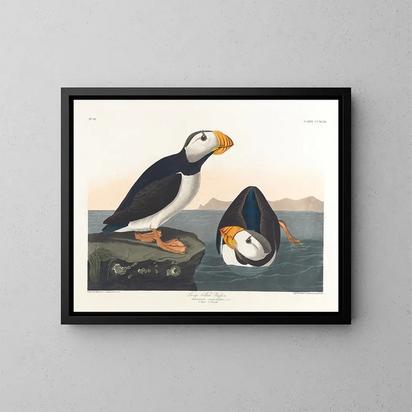 Puffin à gros bec - John James Audubon — gerahmtes Bild an der Wand