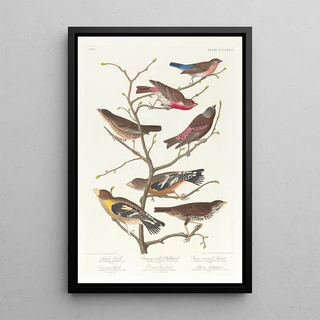 John James Audubon - Lazuli finch Crimsonnecked bull finch Greycrowned linnet Cowpen bird Evening grosbeak Brown longspur.webp