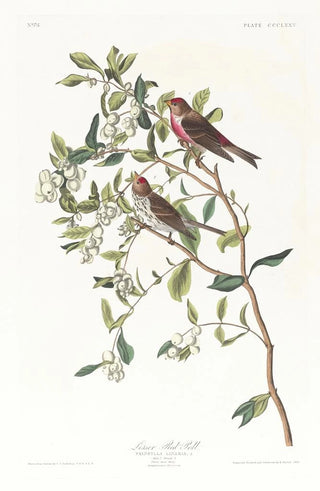 John James Audubon - Lesser redpoll.webp