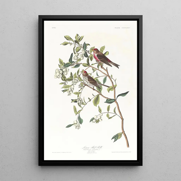 John James Audubon - Lesser redpoll.webp