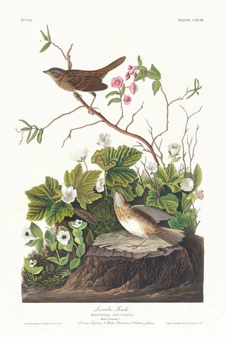 John James Audubon - Lincoln finch.webp