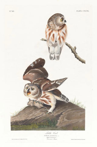 John James Audubon - Little owl.webp