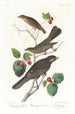Grive fauve - John James Audubon — Ansicht des Kunstwerks