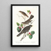 Grive fauve - John James Audubon — gerahmtes Bild an der Wand