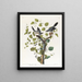 Pie-grièche migratrice - John James Audubon — framed artwork on a wall