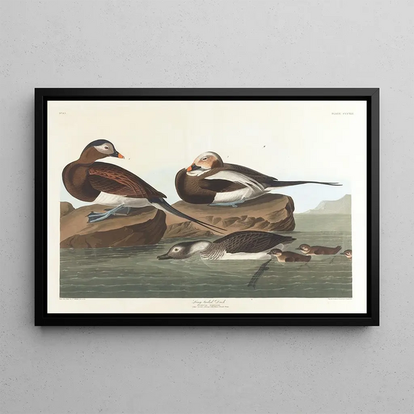 Enten mit langem Schwanz - John James Audubon — gerahmtes Bild an der Wand