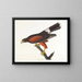 Faucon della Louisiana - John James Audubon — quadro incorniciato alla parete