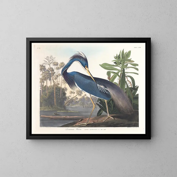 Heron de Louisiane - John James Audubon — gerahmtes Bild an der Wand