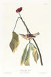 Grive de Louisiane - John James Audubon — vista dell’opera