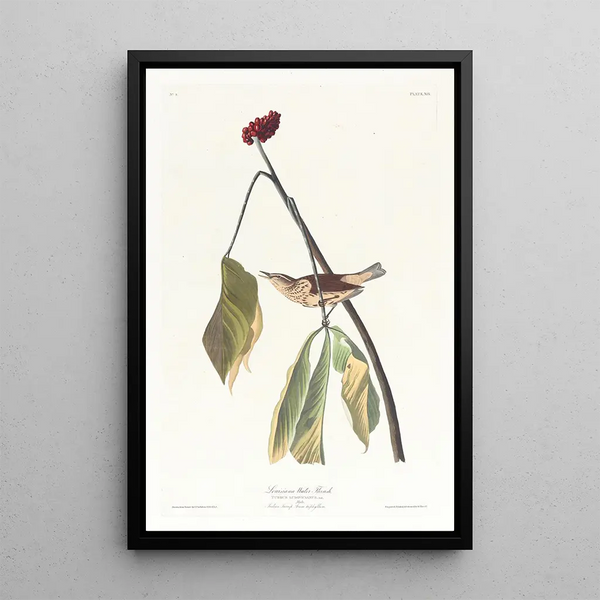 John James Audubon - Louisiana water thrush.webp