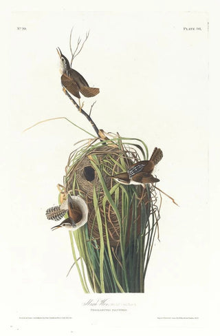 John James Audubon - Marsh wren.webp