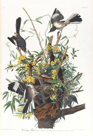 John James Audubon - Mocking bird.webp