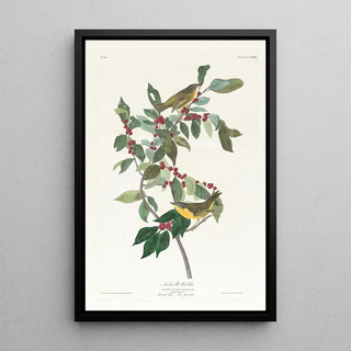 John James Audubon - Nashville warbler.webp