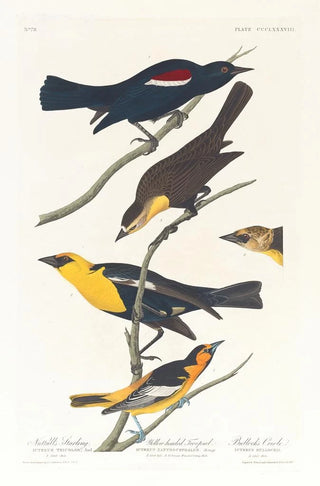 John James Audubon - Nuttalls starling Yellowheaded troopial Bullocks oriole.webp