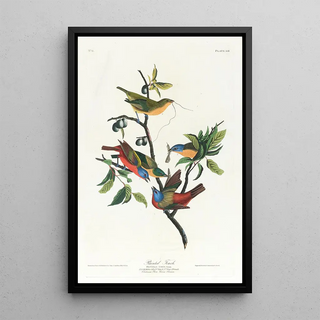 John James Audubon - Painted finch.webp