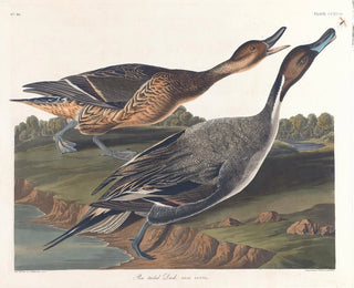 John James Audubon - Pin tailed duck.webp