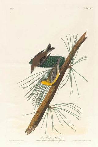 John James Audubon - Pine creeping warbler.webp