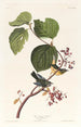 Paruline des marais - John James Audubon — vista dell’opera