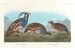 Perdrix huppée, Perdrix à pattes épaisses - John James Audubon — Ansicht des Kunstwerks