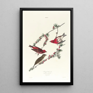 John James Audubon - Purple finch.webp