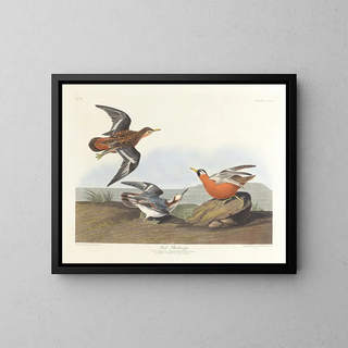John James Audubon - Red phalarope.webp