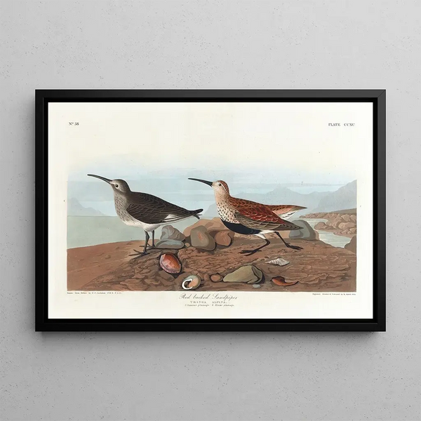 John James Audubon - Redbacked sandpiper.webp