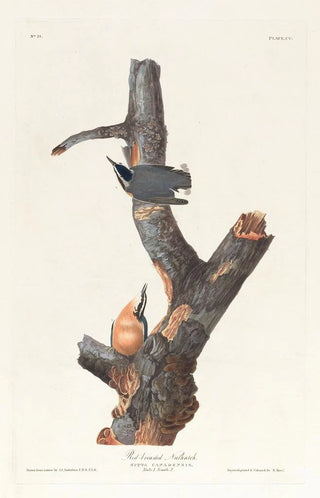 John James Audubon - Redbreasted nuthatch.webp