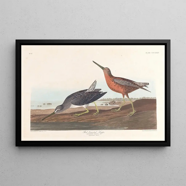 John James Audubon - Redbreasted snipe.webp