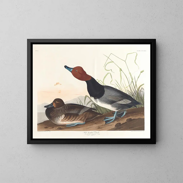 Rothschild-Ente - John James Audubon — gerahmtes Bild an der Wand