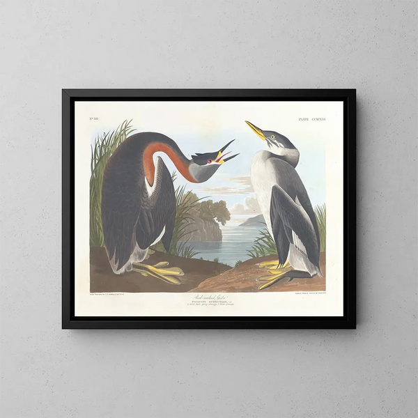 Graureiher mit schwarzem Hals - John James Audubon — gerahmtes Bild an der Wand