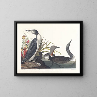 John James Audubon - Redthroated diver.webp